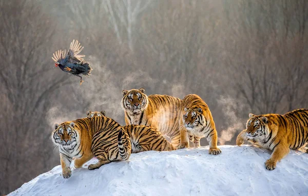 Τίγρεις Της Σιβηρίας Βλέποντας Φέρουν Αρπακτικών Πουλιών Στο Χειμώνα Σιβηρική — Φωτογραφία Αρχείου