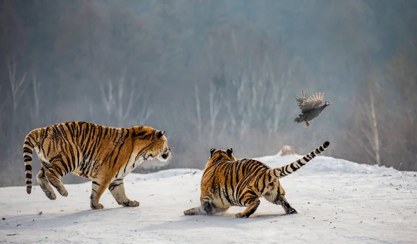 Tigres Siberianos Cazando Aves Caza Claro Invierno Parque Del Tigre — Foto de Stock