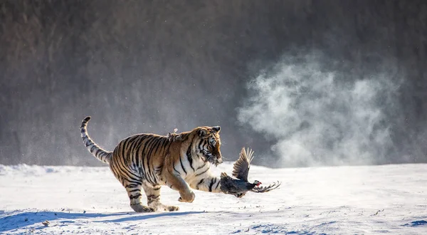 Aves Rapaces Caza Tigres Siberianos Acción Invierno Parque Del Tigre — Foto de Stock