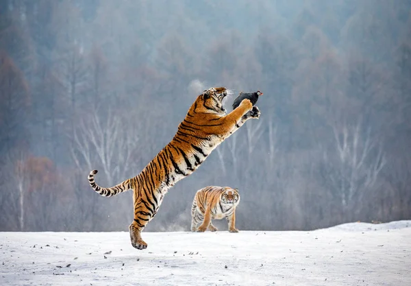 Siberian tiger jumping while catching prey bird in wintry forest, Siberian Tiger Park, Hengdaohezi park, Mudanjiang province, Harbin, China.