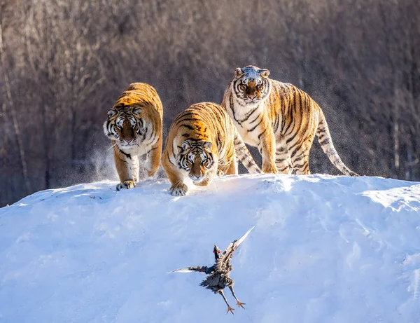 Tigres Siberianos Clareira Inverno Capturando Presas Aves Parque Tigre Siberiano — Fotografia de Stock