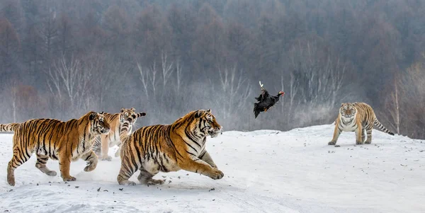 Grupo Tigres Siberianos Cazando Aves Caza Claro Nevado Parque Del — Foto de Stock