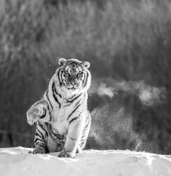 Sibirischer Tiger Sitzt Auf Schneebedeckter Wiese Schwarz Weiß Sibirischer Tiger — Stockfoto