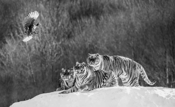 Tigres Siberianos Clareira Inverno Capturando Presas Aves Preto Branco Parque — Fotografia de Stock