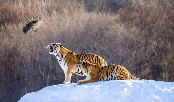 Sibiriska Tigrar Vinter Glade Fånga Höns Offer Sibirisk Tiger Park — Stockfoto