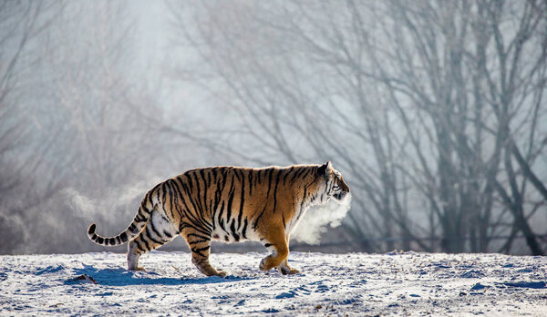 Siberian tiger walking in snowy glade in cloud of steam in hard frost, Siberian Tiger Park, Hengdaohezi park, Mudanjiang province, Harbin, China. 