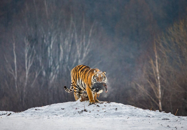 Siberian tiger walking with prey on snow-covered hill, Siberian Tiger Park, Hengdaohezi park, Mudanjiang province, Harbin, China. 