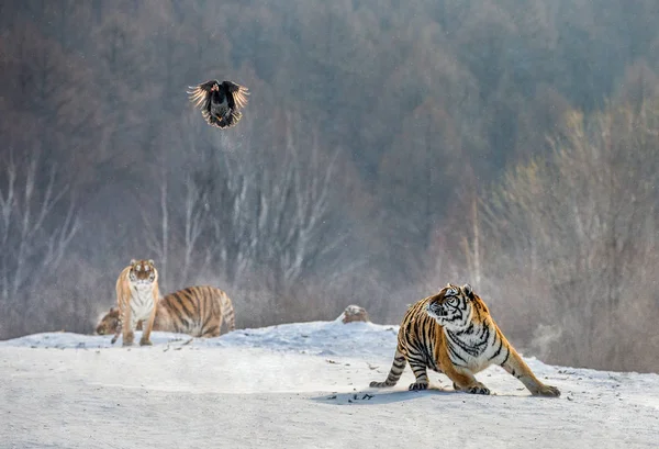 Group Siberian Tigers Hunting Flying Fowl Wintry Forest Siberian Tiger — Stock Photo, Image