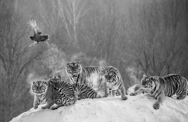 Group of Siberian tigers watching flying prey bird in winter in black and white, Siberian Tiger Park, Hengdaohezi park, Mudanjiang province, Harbin, China.