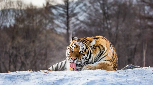 Tigre Siberiano Lamiendo Pieles Nieve Bosque Parque Del Tigre Siberiano —  Fotos de Stock