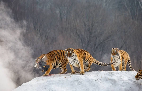 Grupo Tigres Siberianos Cazando Presas Claro Invernal Parque Del Tigre Fotos De Stock