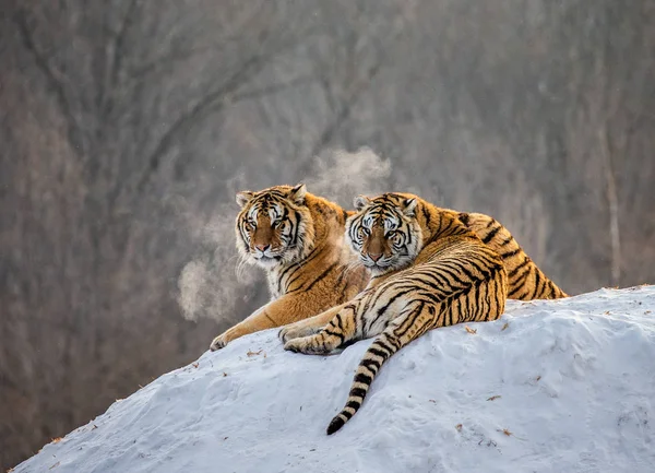 Coppia Tigri Siberiane Poggianti Una Collina Innevata Nella Foresta Parco Foto Stock Royalty Free