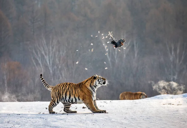 Siberische Tijger Jagen Prooi Zangvogels Winter Bos Siberische Tijger Park Rechtenvrije Stockfoto's