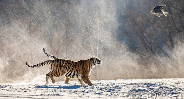 Two Siberian Tigers Running Snowy Meadow Catching Prey Fowl Siberian Royalty Free Stock Photos