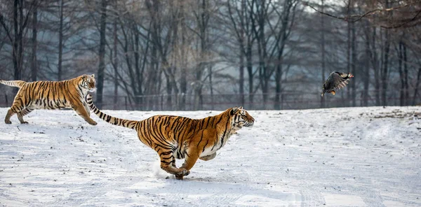Siberian Tigers Chasing Prey Bird Snowy Meadow Siberian Tiger Park Stock Picture
