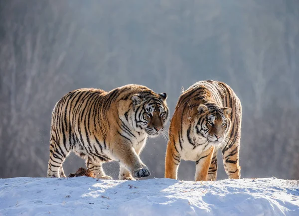 Siberian Tigers Standing Hill Winter Forest Siberian Tiger Park Hengdaohezi Stock Picture