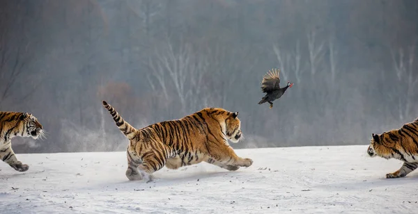 Sibirya Kaplanları Oyun Kuş Kış Glade Sibirya Kaplanı Park Hengdaohezi - Stok İmaj