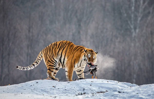 Sibirischer Tiger Frisst Beute Auf Schneebedeckter Wiese Des Winterwaldes Sibirischer Stockbild