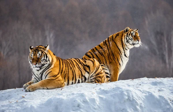 Two Siberian Tigers Snow Covered Hill Forest Siberian Tiger Park Royalty Free Stock Images