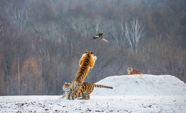 Sibirischer Tiger Fängt Beute Sprung Winterlicher Waldlichtung Sibirischer Tiger Park Stockbild