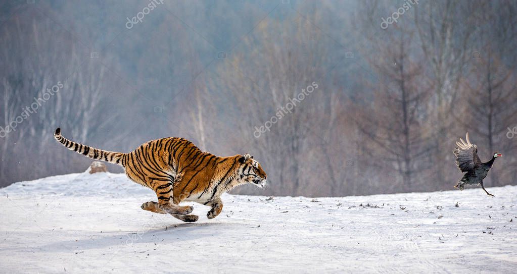 Siberian tiger running on snow while chasing prey in forest, Siberian Tiger Park, Hengdaohezi park, Mudanjiang province, Harbin, China. 