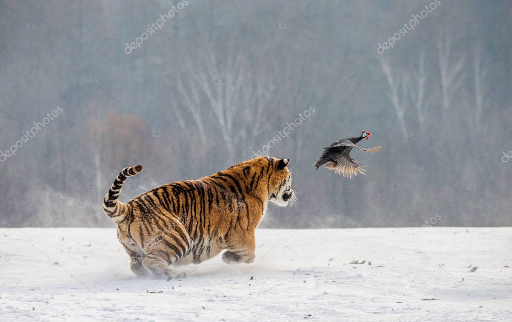 Siberian tiger hunting prey in winter glade, Siberian Tiger Park, Hengdaohezi park, Mudanjiang province, Harbin, China. 