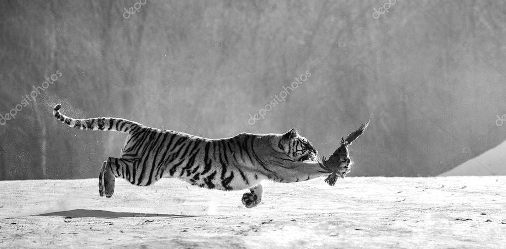 Siberian tiger catching prey in winter forest in black and white, Siberian Tiger Park, Hengdaohezi park, Mudanjiang province, Harbin, China. 