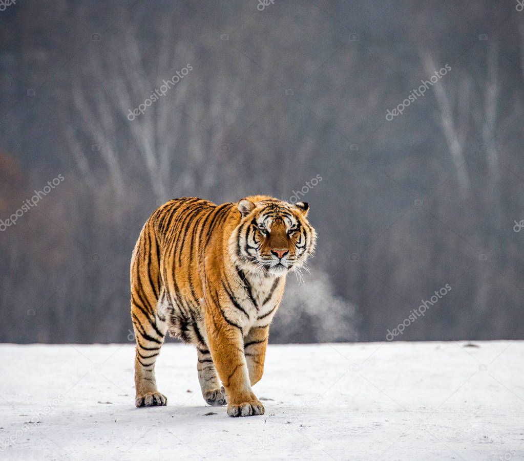Siberian tiger walking on snowy meadow of winter forest, Siberian Tiger Park, Hengdaohezi park, Mudanjiang province, Harbin, China. 