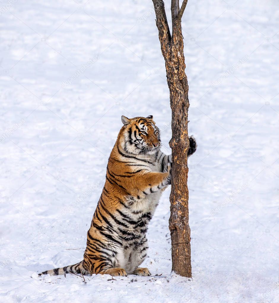 Siberian tiger scratching tree trunk in snowy glade, Siberian Tiger Park, Hengdaohezi park, Mudanjiang province, Harbin, China. 