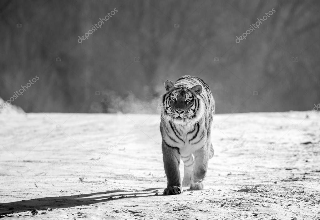 Siberian tiger walking on snowy meadow of winter forest in black and white, Siberian Tiger Park, Hengdaohezi park, Mudanjiang province, Harbin, China. 