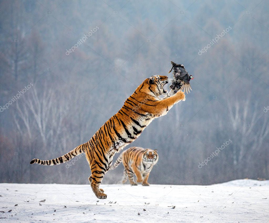Siberian tiger jumping while catching prey bird in wintry forest, Siberian Tiger Park, Hengdaohezi park, Mudanjiang province, Harbin, China. 