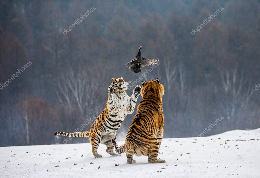Siberian tigers hunting fowl on snowy meadow of winter forest, Siberian Tiger Park, Hengdaohezi park, Mudanjiang province, Harbin, China. 