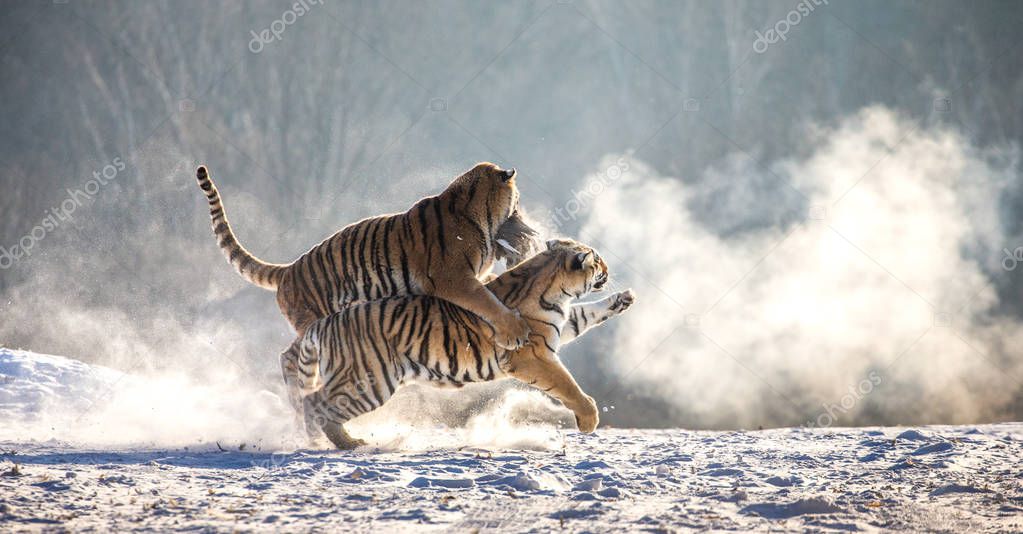 Siberian tigers running and fighting for prey on snowy meadow, Siberian Tiger Park, Hengdaohezi park, Mudanjiang province, Harbin, China. 