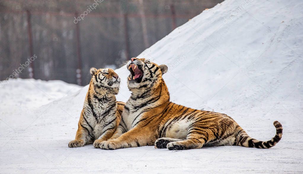 Two Siberian tigers lying on snowy meadow of winter forest, Siberian Tiger Park, Hengdaohezi park, Mudanjiang province, Harbin, China. 