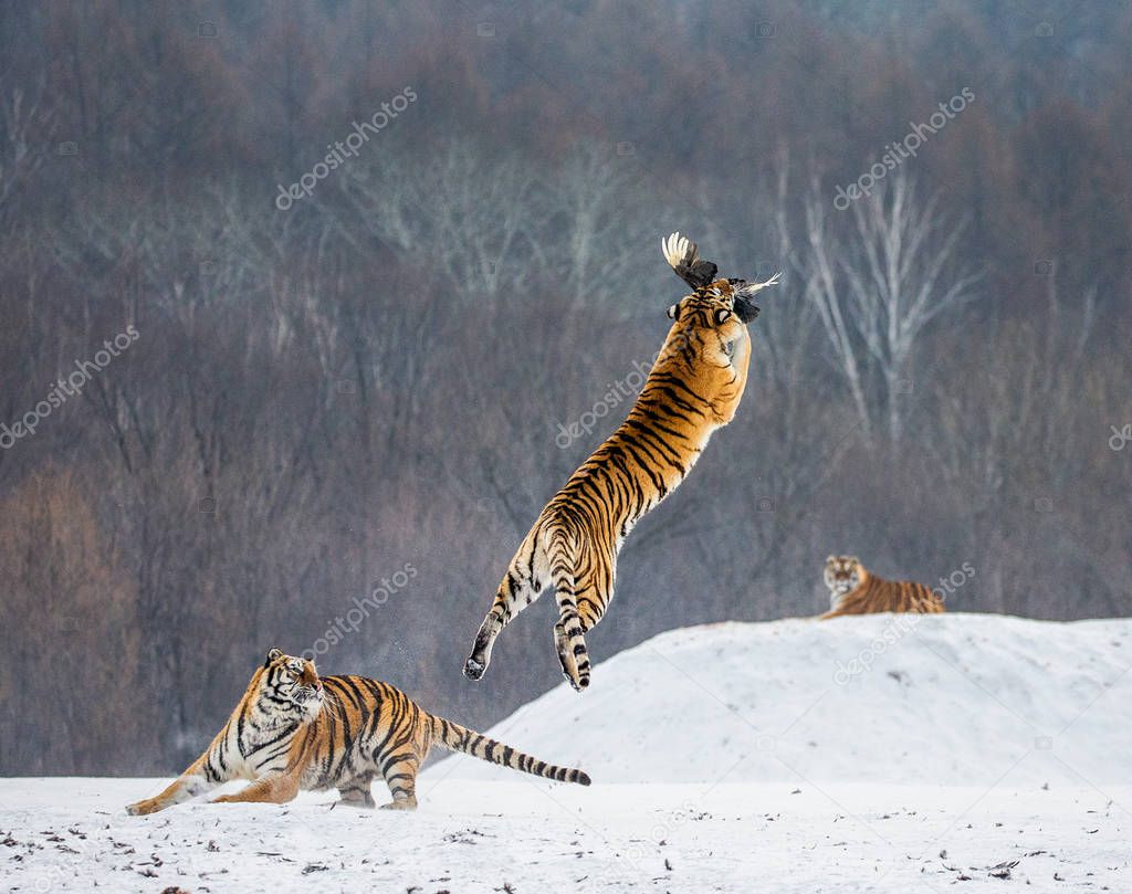 Siberian tiger catching prey in jump in wintry forest glade, Siberian Tiger Park, Hengdaohezi park, Mudanjiang province, Harbin, China. 