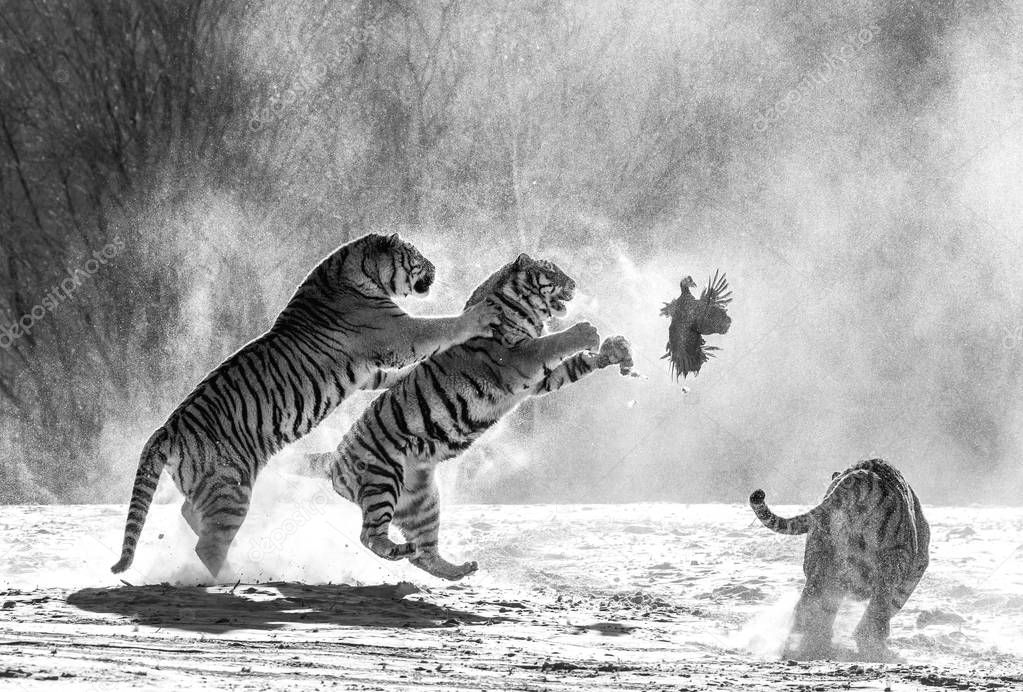 Group of Siberian tigers hunting on prey fowl on snowy meadow of winter forest in black and white, Siberian Tiger Park, Hengdaohezi park, Mudanjiang province, Harbin, China. 