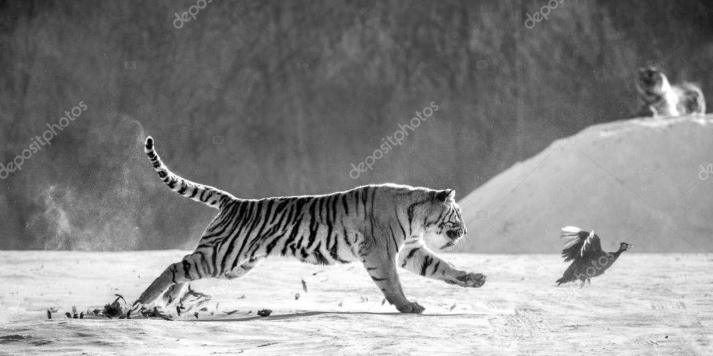 Siberian tiger hunting prey fowl in action in winter in black and white, Siberian Tiger Park, Hengdaohezi park, Mudanjiang province, Harbin, China. 