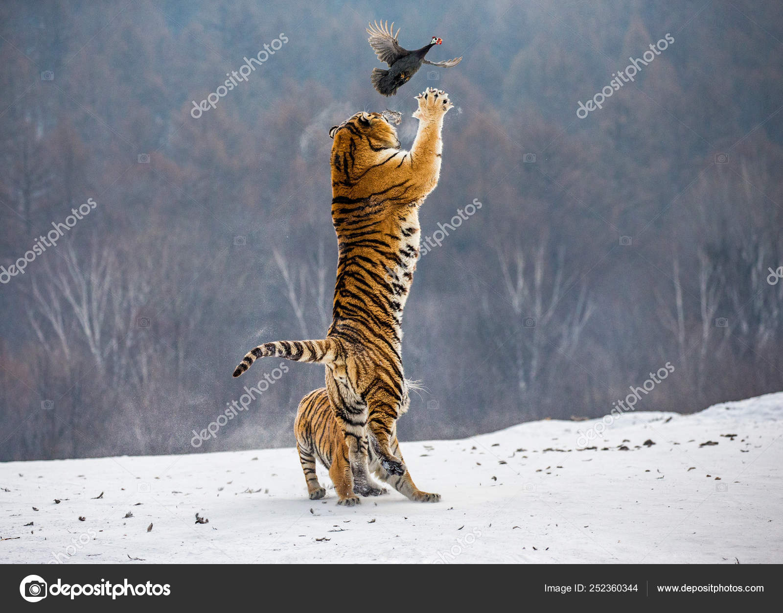 Siberian Tiger Hunting Prey Fowl Jump Winter Siberian Tiger Park Stock