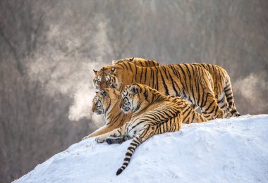 Sibirya Kaplanları kış orman, Sibirya kaplanı Park, Hengdaohezi Parkı, Mudanjiang Eyaleti, Harbin, Çin karlı tepe üzerinde yalan. 