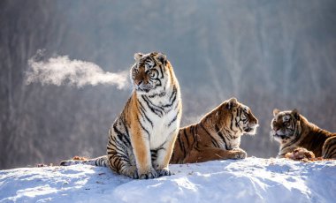 Güneşli havalarda, Sibirya kaplanı Park, Hengdaohezi Park, Mudanjiang Eyaleti, Harbin, Çin karla kaplı tepede dinlenme Sibirya Kaplanları. 