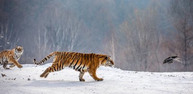 Av sırasında kış orman, Sibirya kaplanı Park, Hengdaohezi Parkı, Mudanjiang Eyaleti, Harbin, Çin karlı çayır üzerinde çalışan Sibirya Kaplanları. 