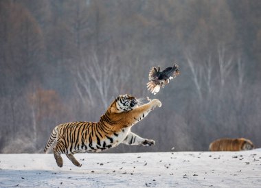 Atlama ve yırtıcı kuş kış orman, Sibirya kaplanı Park, Hengdaohezi Park, Mudanjiang Eyaleti, Harbin, Çin yakalamak Sibirya kaplanı. 