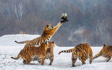 Sibirya Kaplanları oyun fowl karlı kış orman, Sibirya kaplanı Park, Hengdaohezi Parkı, Mudanjiang Eyaleti, Harbin, Çin çayır üzerinde avcılık. 