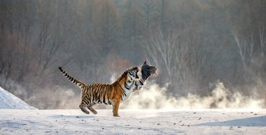 Atlama ve yırtıcı kuş kış orman, Sibirya kaplanı Park, Hengdaohezi Park, Mudanjiang Eyaleti, Harbin, Çin yakalamak Sibirya kaplanı. 