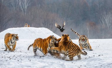 Sibirya Kaplanları oyun fowl karlı kış orman, Sibirya kaplanı Park, Hengdaohezi Parkı, Mudanjiang Eyaleti, Harbin, Çin çayır üzerinde avcılık. 