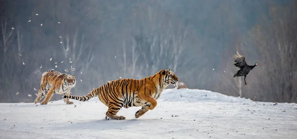 Sibiriska Tigrar Körs Medan Jakt Snöiga Äng Winter Forest Sibirisk — Stockfoto