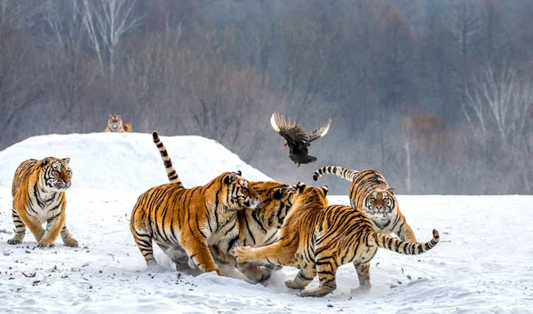 Siberian Tigers Hunting Game Fowl Snowy Meadow Winter Forest Siberian — Stock Photo, Image