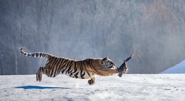 Tigre Siberiano Captura Aves Caza Bosque Invierno Parque Del Tigre — Foto de Stock