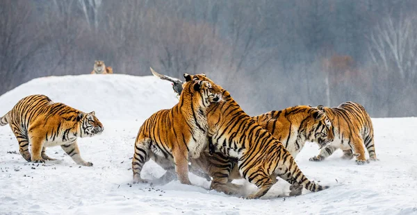 Sibiriska Tigrar Jakt Spelet Höns Snöiga Äng Winter Forest Sibirisk — Stockfoto