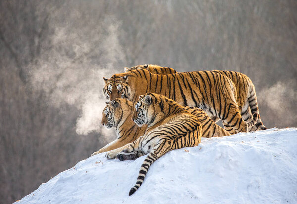Siberian tigers lying on snowy hill of winter forest, Siberian Tiger Park, Hengdaohezi park, Mudanjiang province, Harbin, China. 